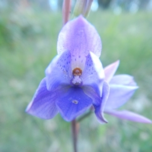 Thelymitra ixioides at Bawley Point, NSW - 2 Sep 2020