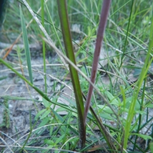 Thelymitra ixioides at Bawley Point, NSW - suppressed