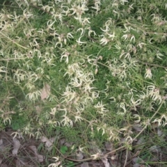 Clematis leptophylla (Small-leaf Clematis, Old Man's Beard) at Cook, ACT - 2 Sep 2020 by dwise