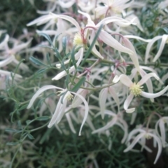 Clematis leptophylla at Cook, ACT - 2 Sep 2020