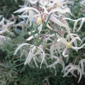 Clematis leptophylla at Cook, ACT - 2 Sep 2020 04:56 PM