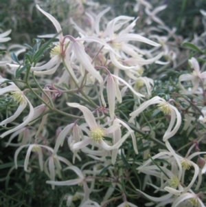 Clematis leptophylla at Cook, ACT - 2 Sep 2020 04:56 PM