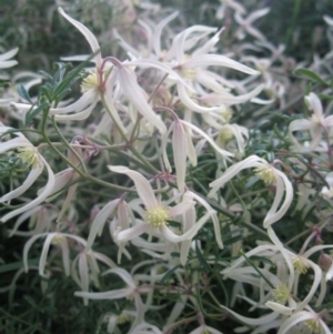 Clematis leptophylla at Cook, ACT - 2 Sep 2020