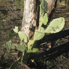 Opuntia sp. (Prickly Pear) at Holt, ACT - 29 Aug 2020 by dwise