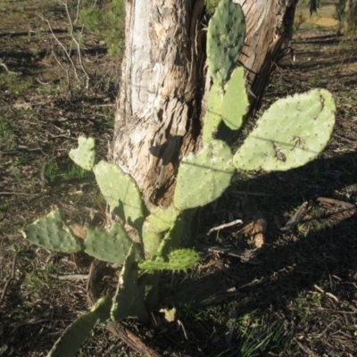 Opuntia sp. (Prickly Pear) at Holt, ACT - 29 Aug 2020 by dwise