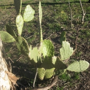 Opuntia sp. at Holt, ACT - 29 Aug 2020