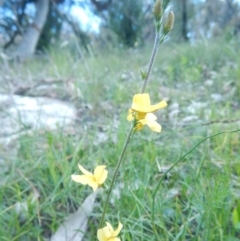 Goodenia bellidifolia subsp. bellidifolia (Daisy Goodenia) at Bawley Point, NSW - 2 Sep 2020 by GLemann