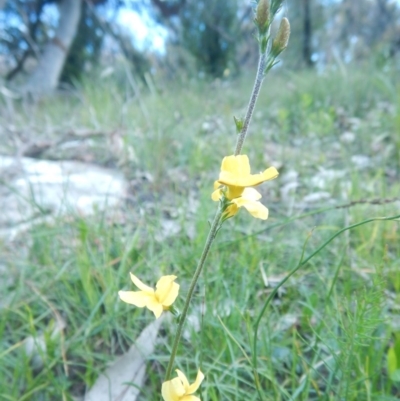 Goodenia bellidifolia subsp. bellidifolia (Daisy Goodenia) at Meroo National Park - 2 Sep 2020 by GLemann