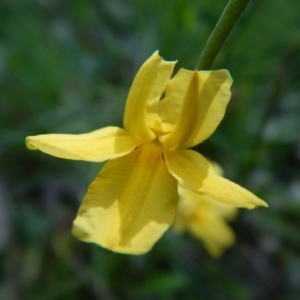 Goodenia bellidifolia subsp. bellidifolia at Bawley Point, NSW - 2 Sep 2020