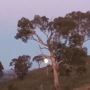 Eucalyptus polyanthemos at Urambi Hills - 2 Sep 2020