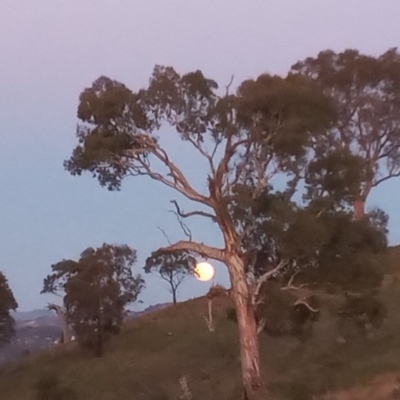 Eucalyptus polyanthemos (Red Box) at Kambah, ACT - 2 Sep 2020 by MichaelBedingfield