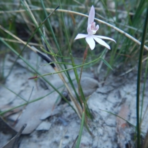 Caladenia alata at Bawley Point, NSW - suppressed