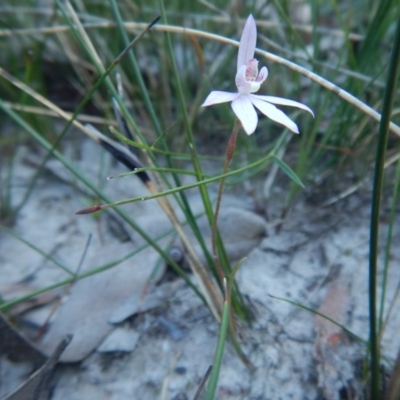 Caladenia alata (Fairy Orchid) at Meroo National Park - 2 Sep 2020 by GLemann