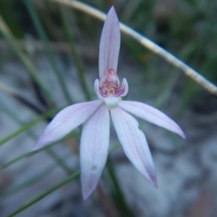 Caladenia alata at Bawley Point, NSW - suppressed