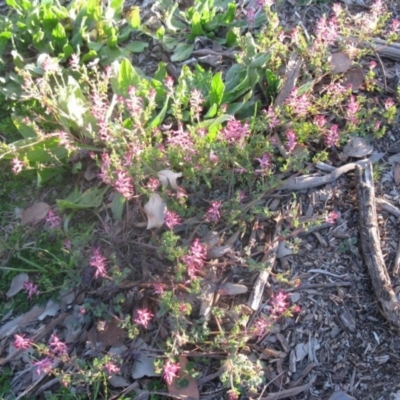 Fumaria sp. (Fumitory) at Cook, ACT - 29 Aug 2020 by dwise