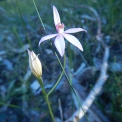 Caladenia hillmanii (Purple Heart Orchid) at Meroo National Park - 2 Sep 2020 by GLemann