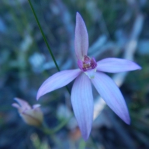 Caladenia hillmanii at Bawley Point, NSW - suppressed