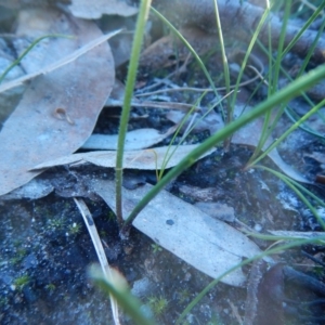 Caladenia hillmanii at Bawley Point, NSW - suppressed