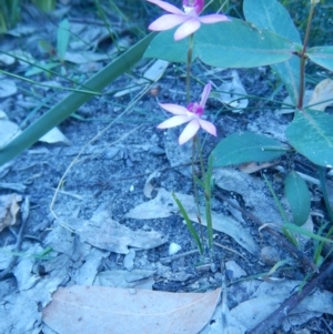 Caladenia hillmanii at Bawley Point, NSW - 2 Sep 2020