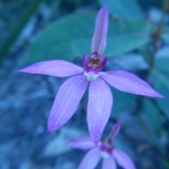 Caladenia hillmanii at Bawley Point, NSW - 2 Sep 2020