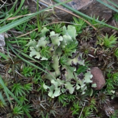 Heterodea sp. (A lichen) at Black Mountain - 1 Sep 2020 by ConBoekel