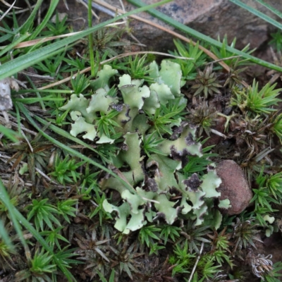 Heterodea sp. (A lichen) at Black Mountain - 1 Sep 2020 by ConBoekel