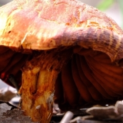 Unidentified Cap on a stem; gills below cap [mushrooms or mushroom-like] at Forde, ACT - 2 Sep 2020 by Kurt