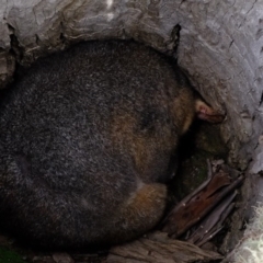 Trichosurus vulpecula (Common Brushtail Possum) at Forde, ACT - 2 Sep 2020 by Kurt