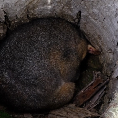 Trichosurus vulpecula (Common Brushtail Possum) at Forde, ACT - 2 Sep 2020 by Kurt