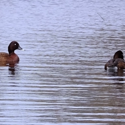 Aythya australis (Hardhead) at Mulligans Flat - 2 Sep 2020 by Kurt