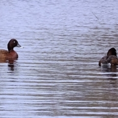 Aythya australis (Hardhead) at Forde, ACT - 2 Sep 2020 by Kurt