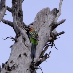 Platycercus eximius (Eastern Rosella) at Mulligans Flat - 2 Sep 2020 by Kurt