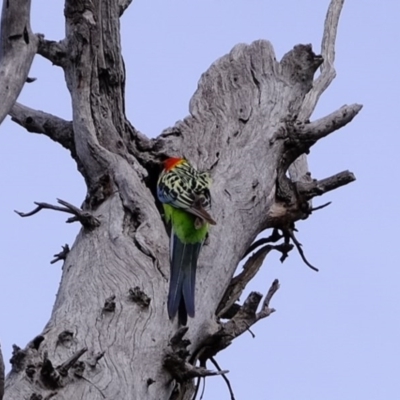 Platycercus eximius (Eastern Rosella) at Forde, ACT - 2 Sep 2020 by Kurt