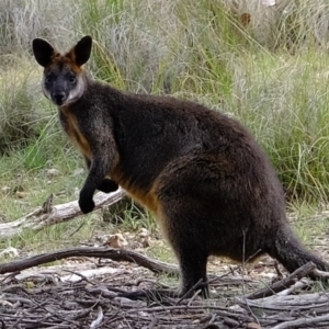 Wallabia bicolor at Forde, ACT - 2 Sep 2020