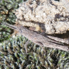 Coryphistes ruricola (Bark-mimicking Grasshopper) at Stromlo, ACT - 30 Aug 2020 by Christine