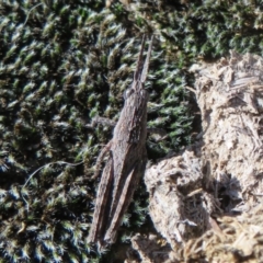 Coryphistes ruricola at Stromlo, ACT - 30 Aug 2020