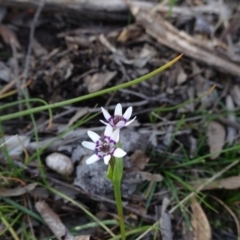 Wurmbea dioica subsp. dioica (Early Nancy) at Carwoola, NSW - 1 Sep 2020 by JanetRussell