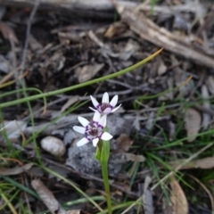 Wurmbea dioica subsp. dioica (Early Nancy) at Stony Creek Nature Reserve - 1 Sep 2020 by JanetRussell