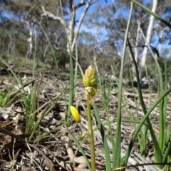 Bulbine bulbosa (Golden Lily, Bulbine Lily) at Carwoola, NSW - 1 Sep 2020 by JanetRussell