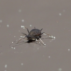 Aphididae (family) (Unidentified aphid) at Acton, ACT - 1 Sep 2020 by TimL