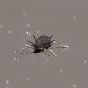 Aphididae (family) at Acton, ACT - 1 Sep 2020