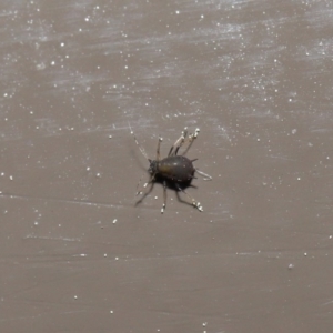 Aphididae (family) at Acton, ACT - 1 Sep 2020