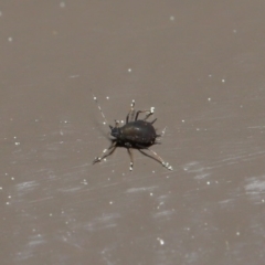 Aphididae (family) at Acton, ACT - 1 Sep 2020