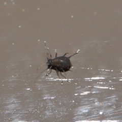 Aphididae (family) at Acton, ACT - 1 Sep 2020