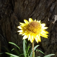 Xerochrysum viscosum (Sticky Everlasting) at Stony Creek Nature Reserve - 1 Sep 2020 by JanetRussell