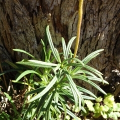 Xerochrysum viscosum at Carwoola, NSW - 1 Sep 2020
