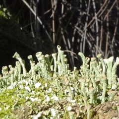 Cladonia sp. (genus) (Cup Lichen) at QPRC LGA - 1 Sep 2020 by JanetRussell