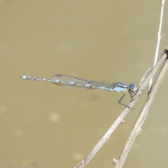 Austrolestes leda (Wandering Ringtail) at Mount Taylor - 29 Aug 2020 by MatthewFrawley