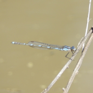 Austrolestes leda at Chifley, ACT - 29 Aug 2020 01:20 PM