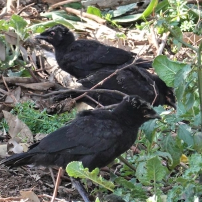 Corcorax melanorhamphos (White-winged Chough) at Red Hill Nature Reserve - 2 Sep 2020 by JackyF